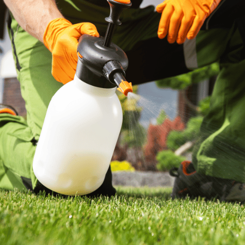 Lawn Disease prevention Service in Plano TX 4